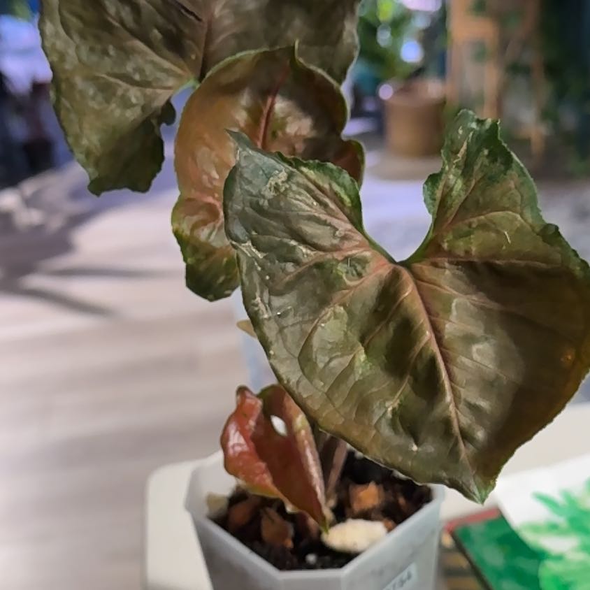 Photo of the plant species Strawberry Ice Arrowhead Plant by @BestRutabaga named Beyonce on Greg, the plant care app