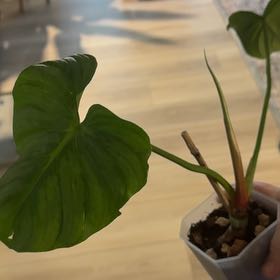 Photo of the plant species Philodendron mamei by @BestRutabaga named Kobe on Greg, the plant care app