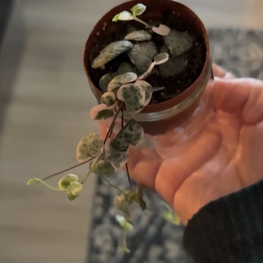 Photo of the plant species Ceropegia Woodii Variegata / String of Hearts Variegated by @BestRutabaga named Bieber on Greg, the plant care app