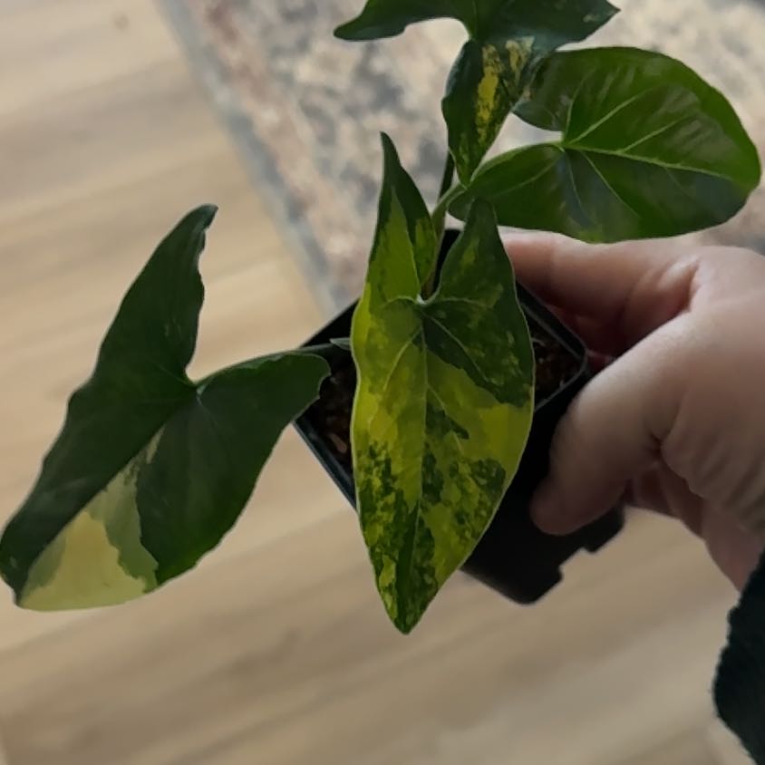 Photo of the plant species Syngonium aurea by @BestRutabaga named Clooney on Greg, the plant care app