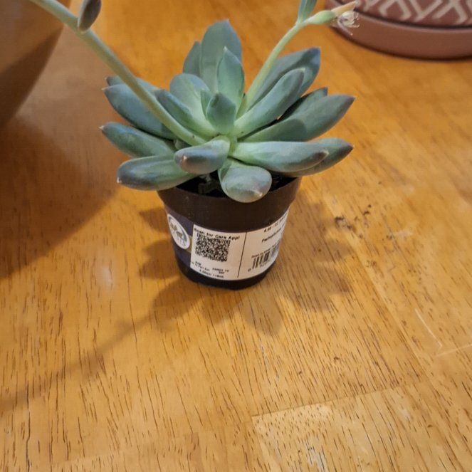 Photo of the plant species Jeweled Crown by @ReallyCuttings named Keanu Leaves on Greg, the plant care app