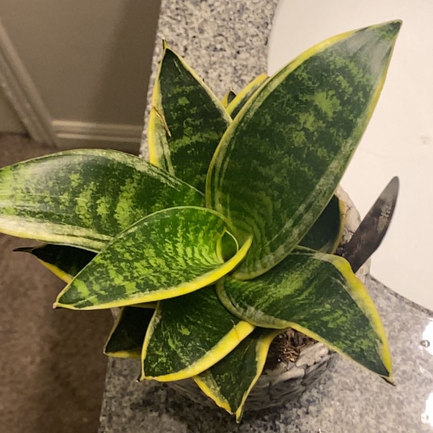 Photo of the plant species sanserveria cordova by @TutorDevilsivy named Bodhi on Greg, the plant care app