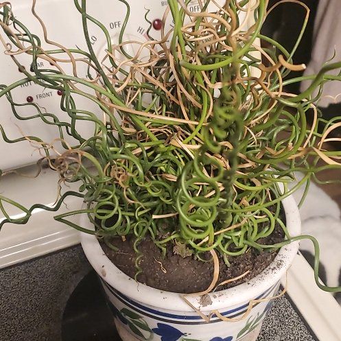Photo of the plant species Juncus 'Spiralis Limelight' by @LastingWaxvine named Sproutacus on Greg, the plant care app
