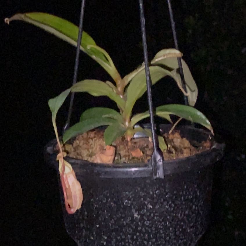 Photo of the plant species Nepenthes suki by @HopefulCowshorn named Memphis on Greg, the plant care app