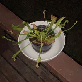 Photo of the plant species Judith Hindle Pitcher Plant by @HopefulCowshorn named Judith on Greg, the plant care app