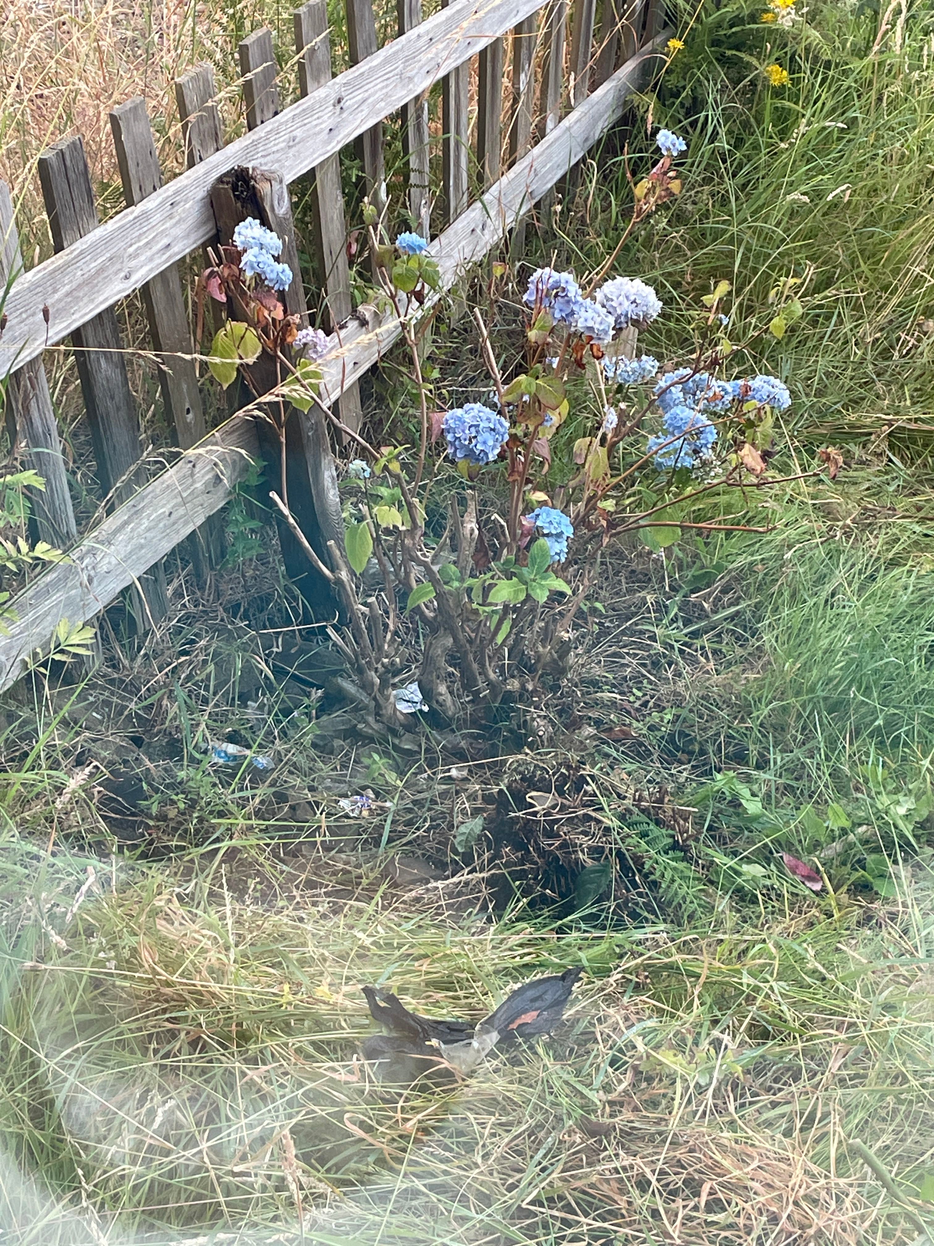🌸 Top 3 Pot Features Your Climbing Hydrangea Will Love