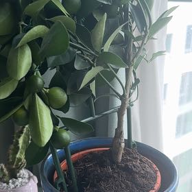 Photo of the plant species lemon tree by @MovingOleaster named Eli I’m on Greg, the plant care app