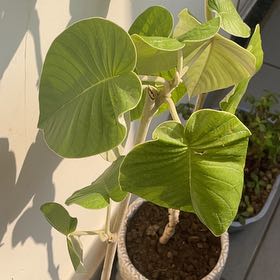 Photo of the plant species Hawaiian baby woodrose by @SuperZucchini named Gaga on Greg, the plant care app