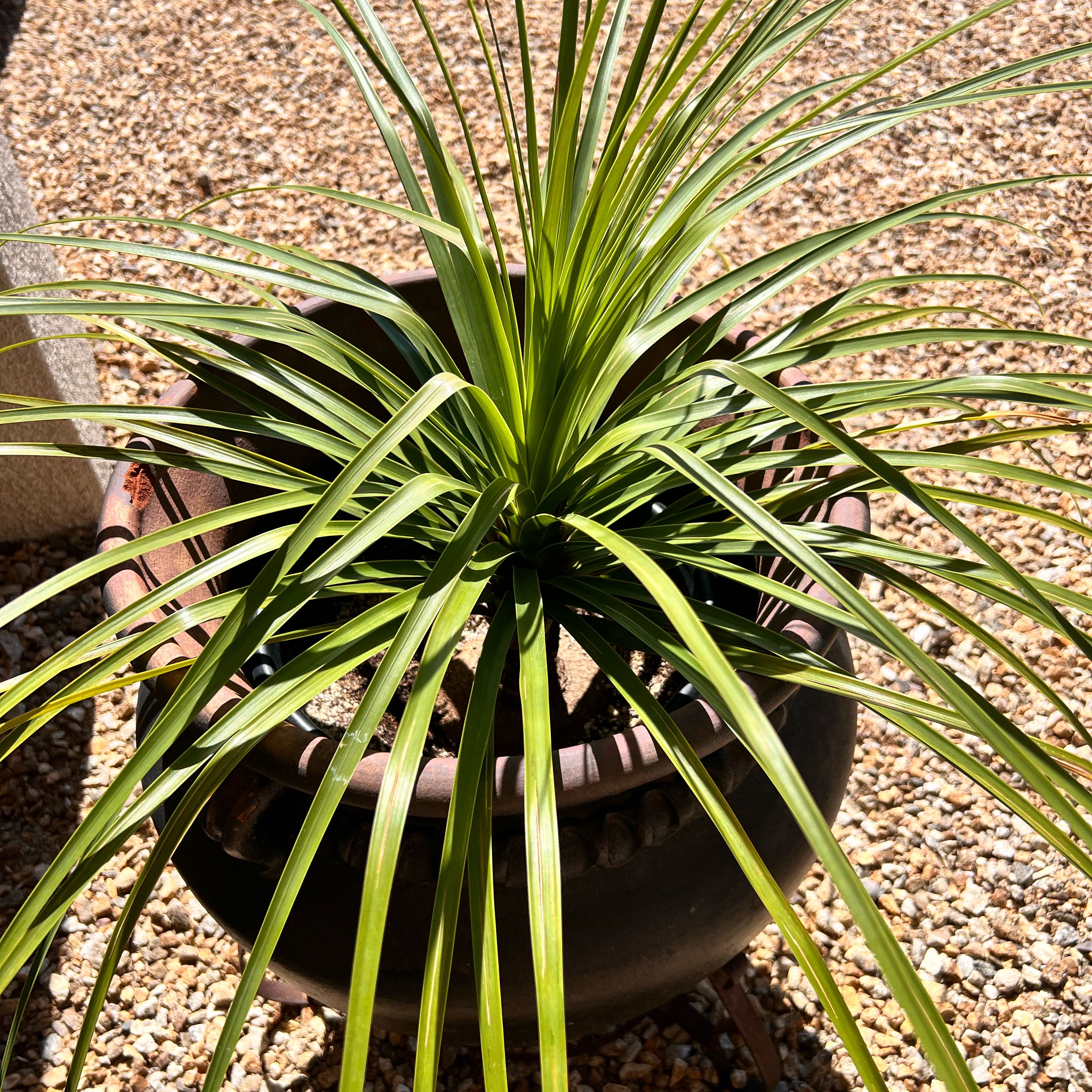 Photo of the plant species Macdougall's Century Plant by @ShrewdSkimmia named Huckleberry Fern on Greg, the plant care app