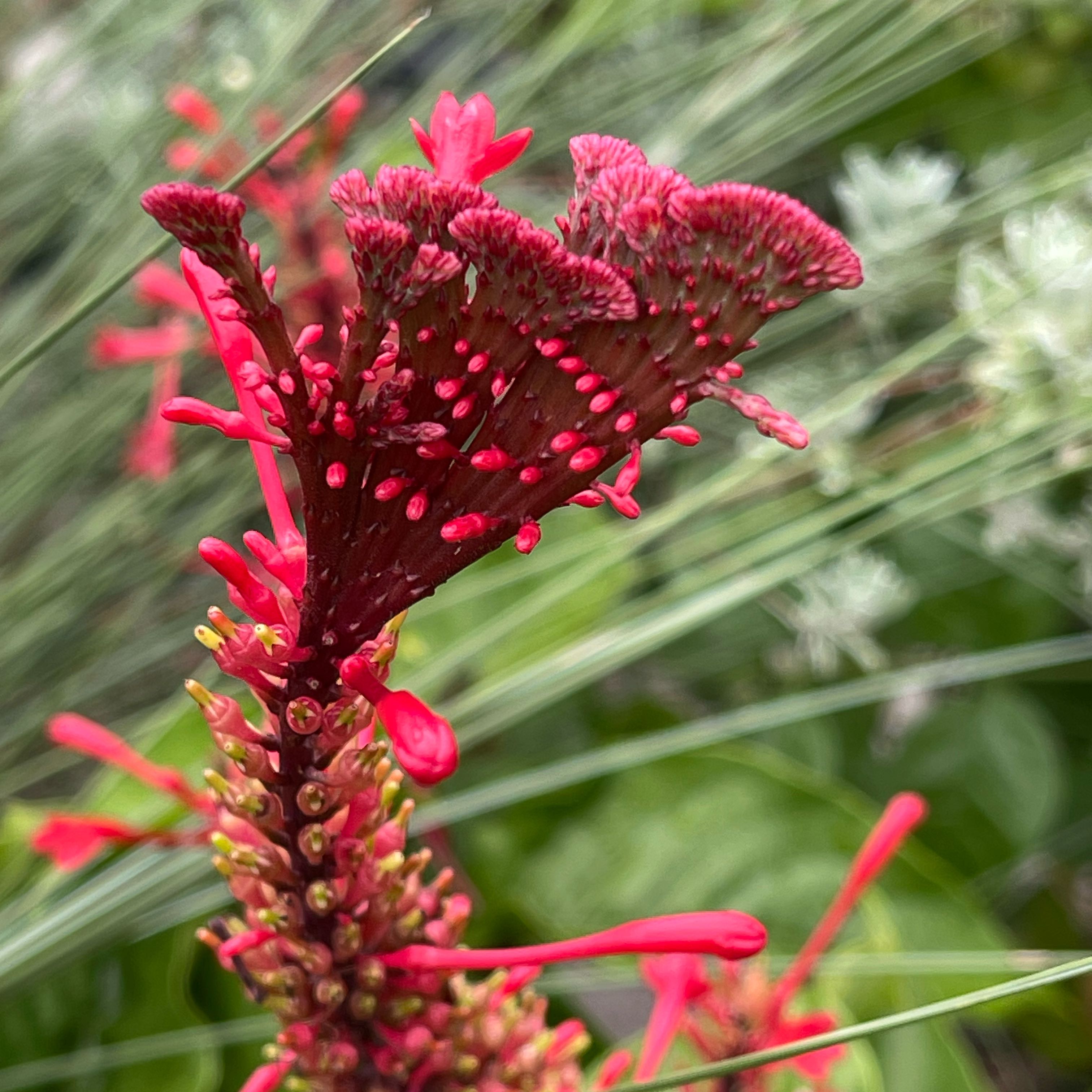 Photo of the plant species Odontonema tubaeforme by @GnarlyBagpod named Mochi on Greg, the plant care app