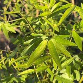 Photo of the plant species Tall Tickseed by @GnarlyBagpod named James Dean on Greg, the plant care app