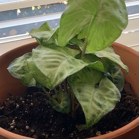 Photo of the plant species Aphelandra 'Snow White' by @DiscipleTaraire named Shugar on Greg, the plant care app
