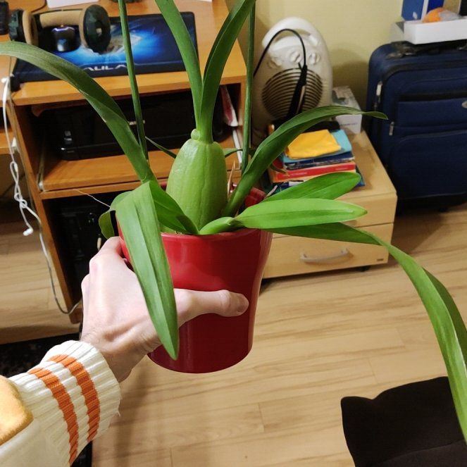 Photo of the plant species Turtle Shell Orchid by @AnewCarrotwood named semka on Greg, the plant care app