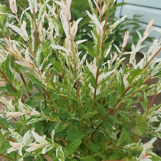 Photo of the plant species Flamingo Dappled willow by @four20flower named Coco on Greg, the plant care app