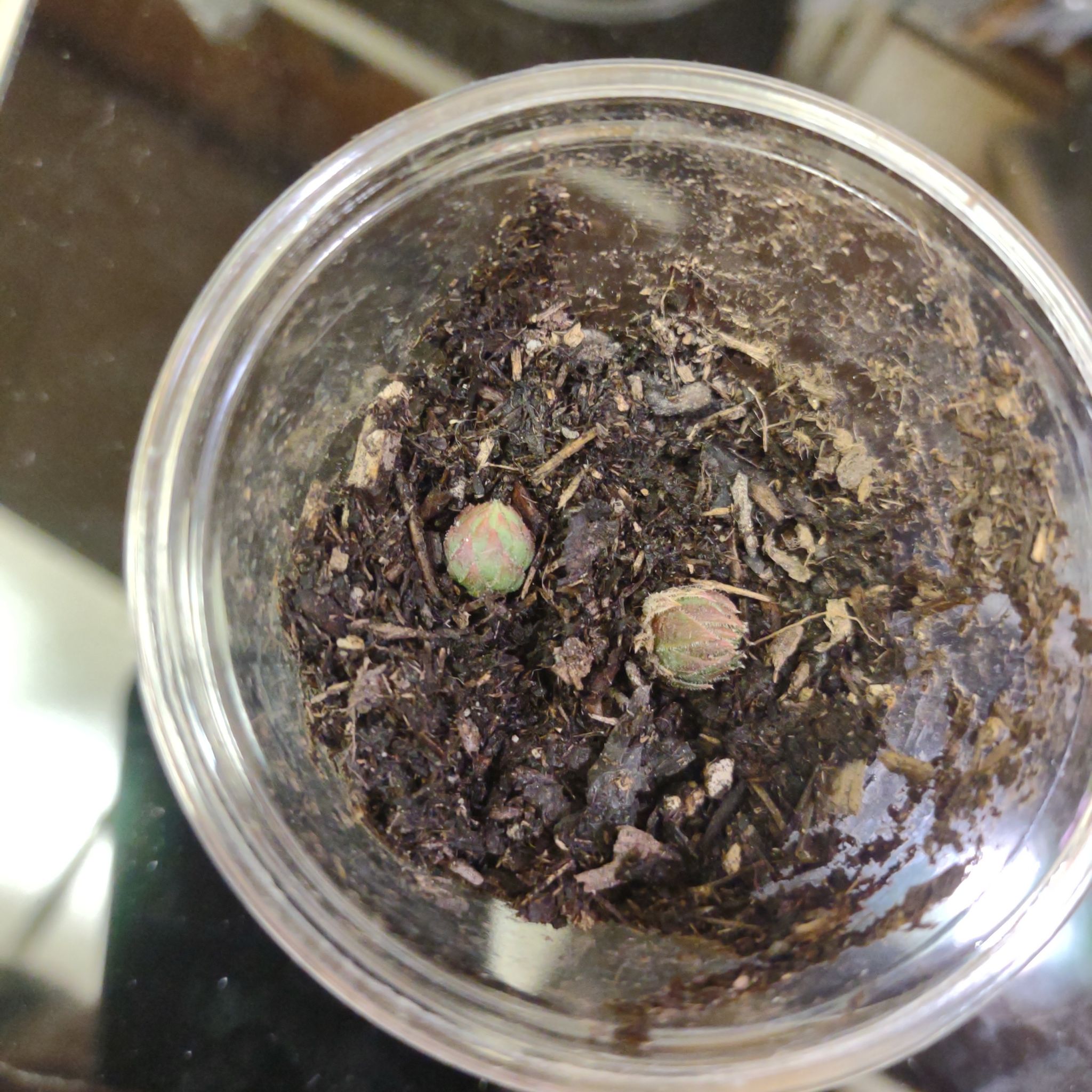 Photo of the plant species Hen and Chicks Spring Beauty by @ForrealCorncob named Luna on Greg, the plant care app
