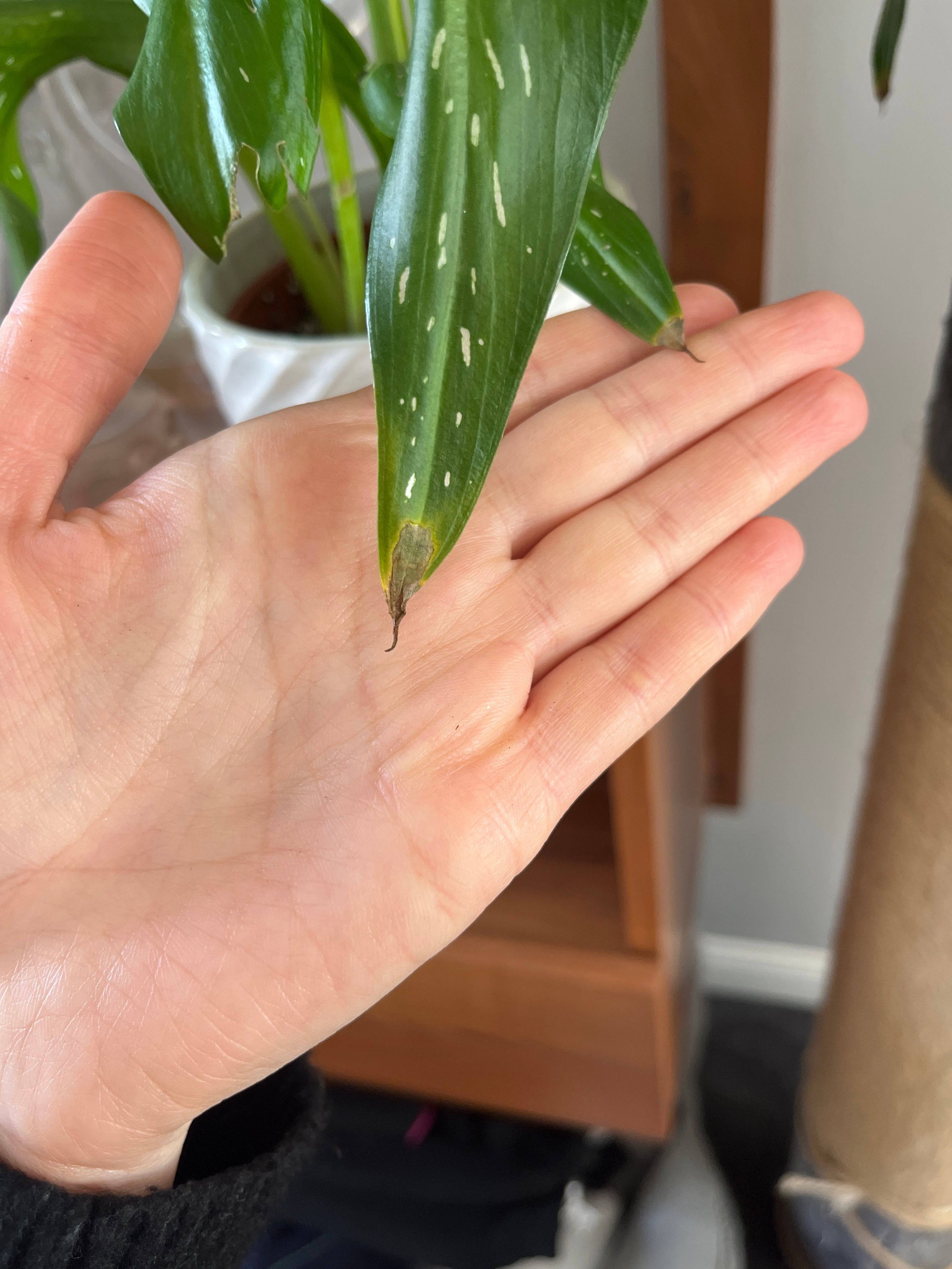 Zazu Calla Lily Plant Care Water, Light, Nutrients Greg App 🌱