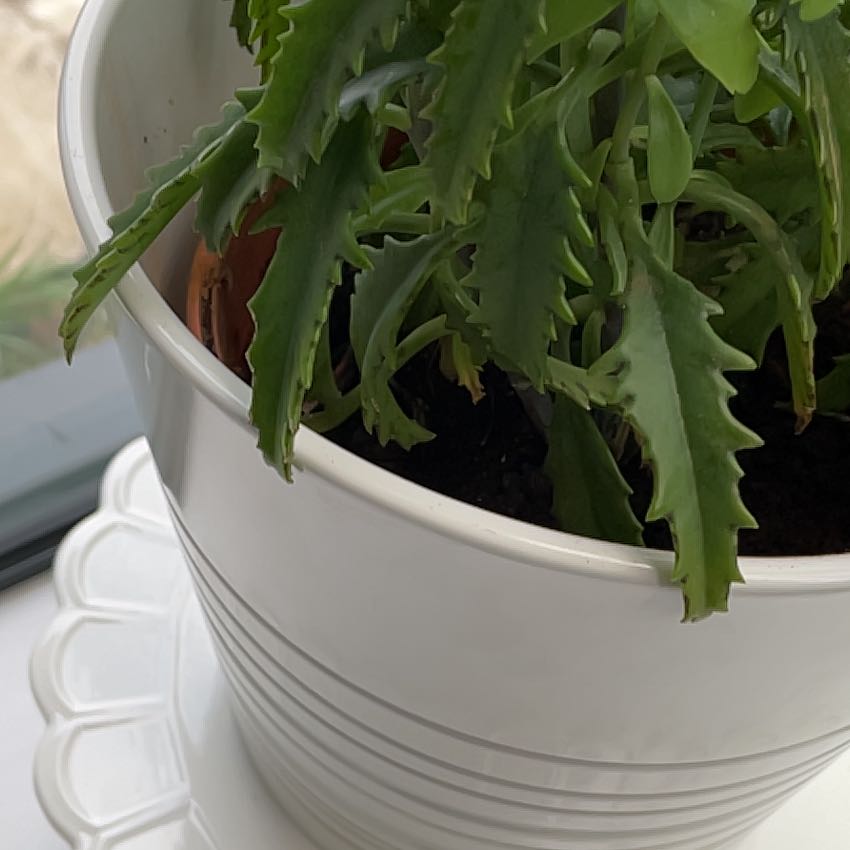 Photo of the plant species magic tower by @ElaborateLithop named Leaf Erickson on Greg, the plant care app