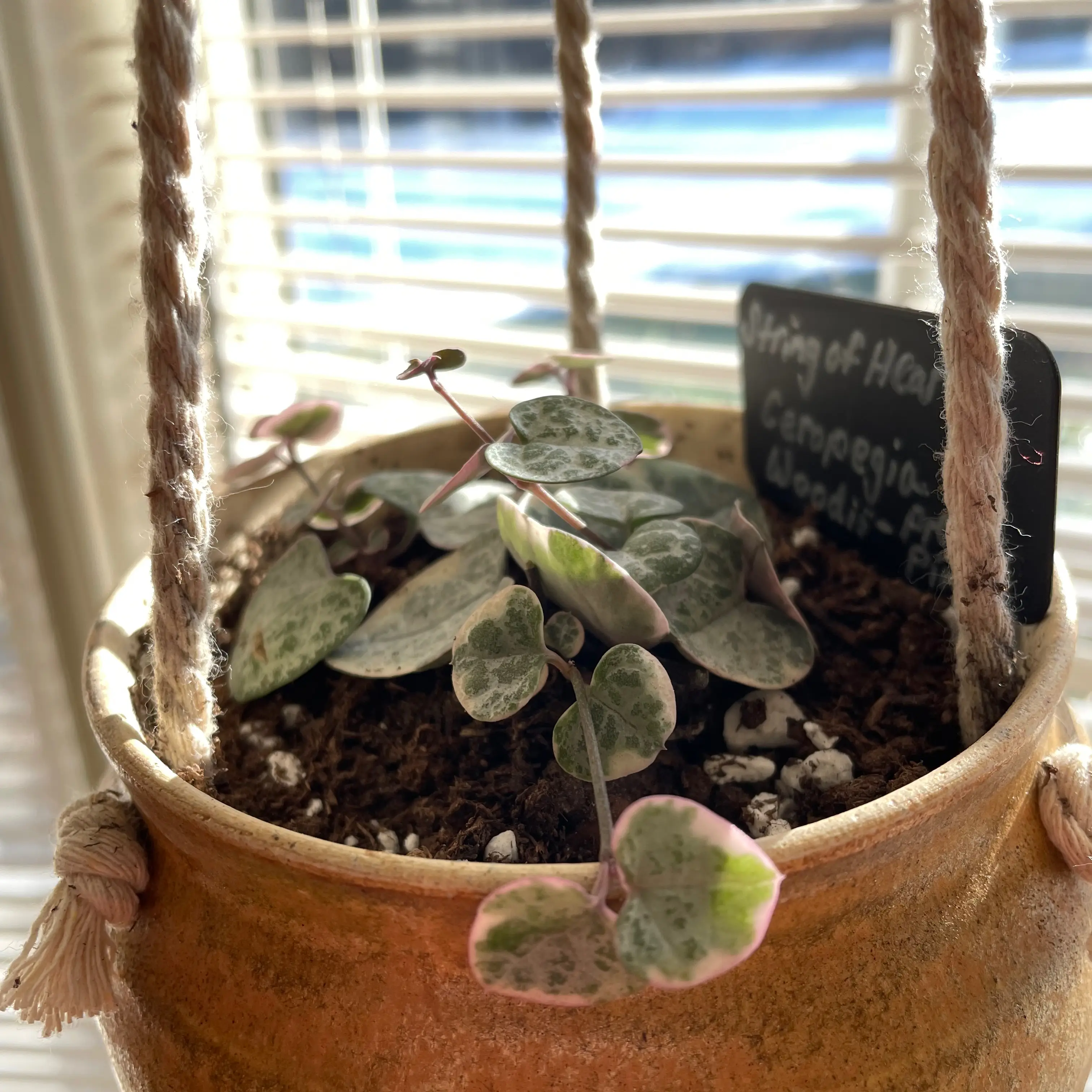 Photo of the plant species String of Hearts by @Greenery named Anna on Greg, the plant care app