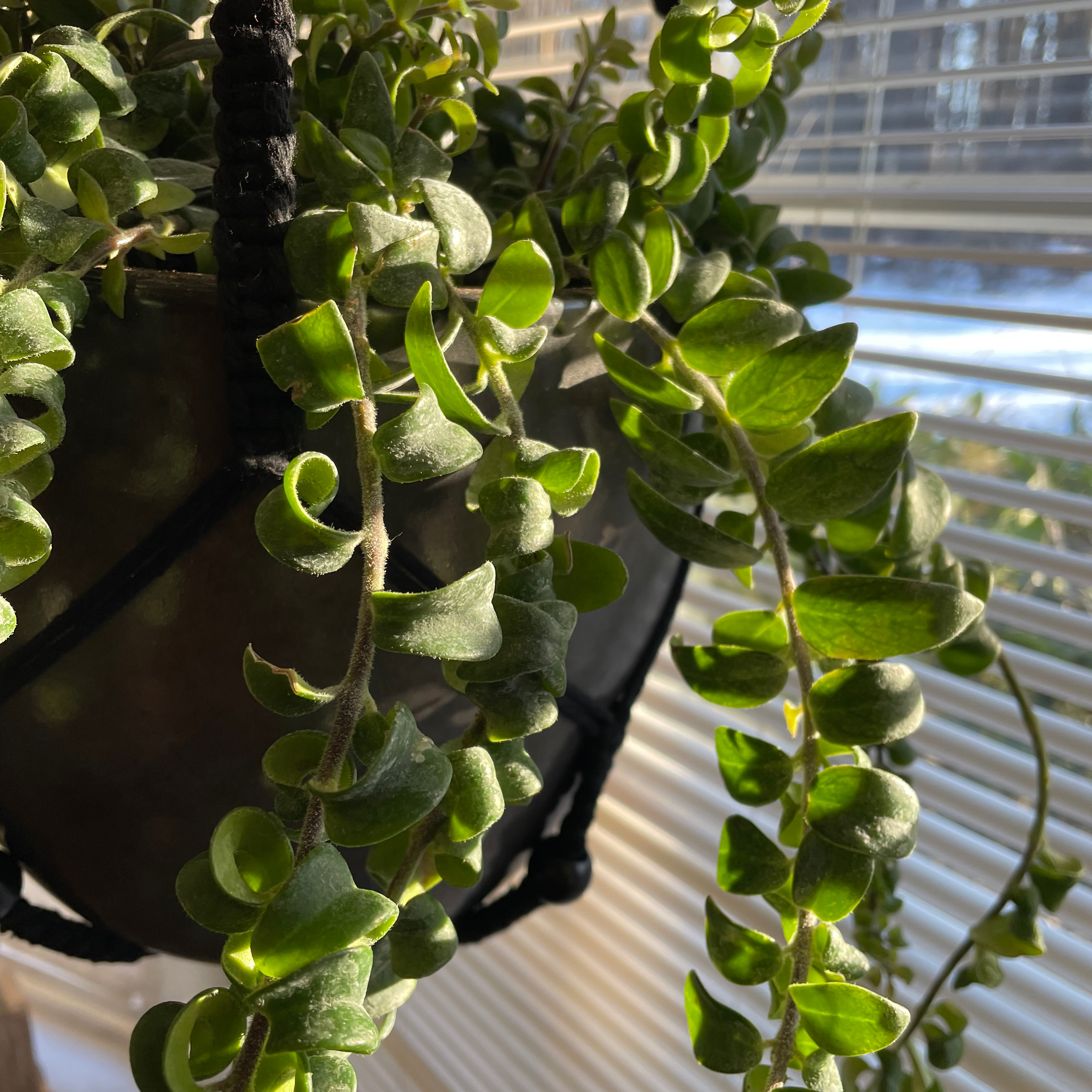 Twisted Lipstick Plant hanging in a pot near a window with healthy green leaves.