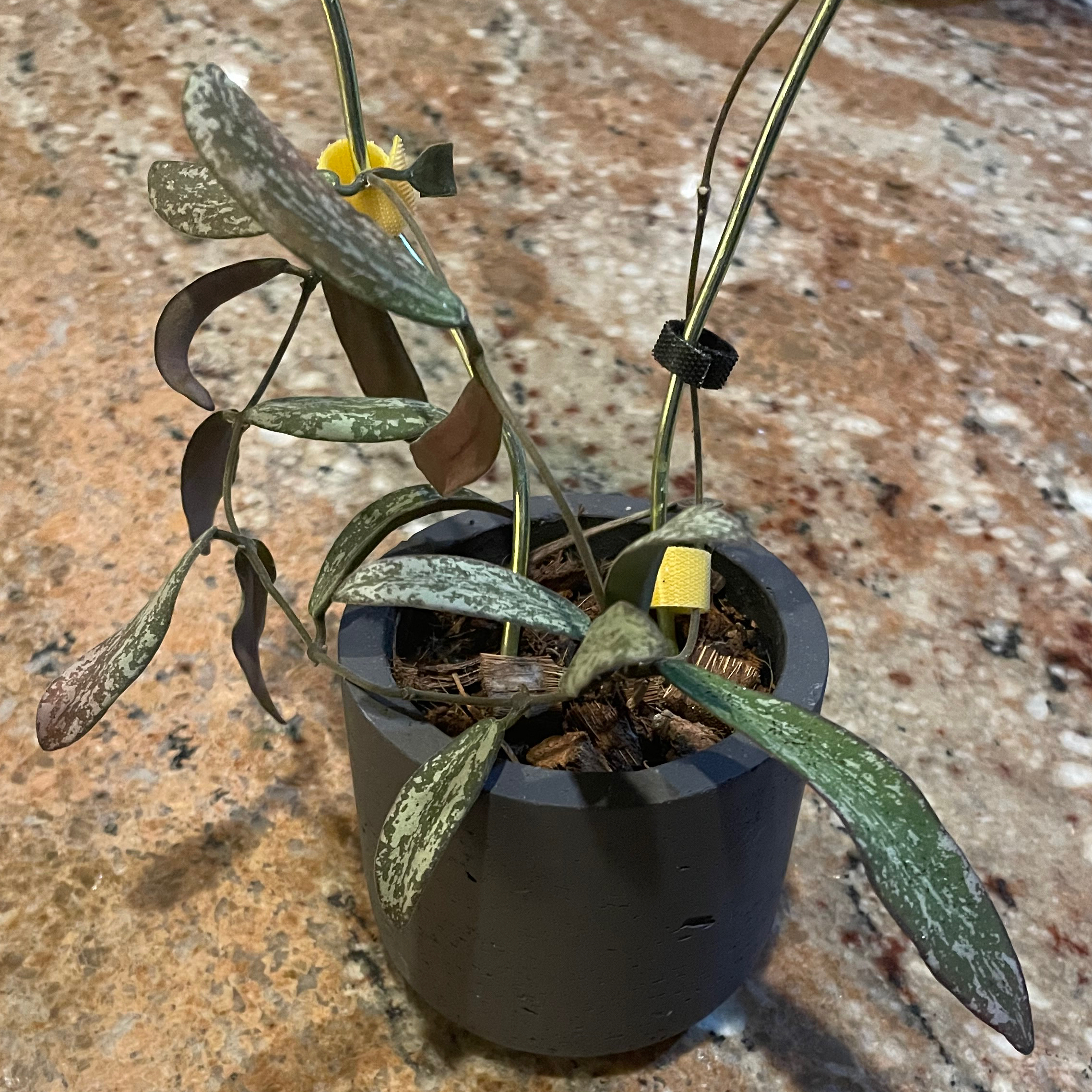 Photo of the plant species Hoya Sigillatis Borneo by @Greenery named Demi on Greg, the plant care app