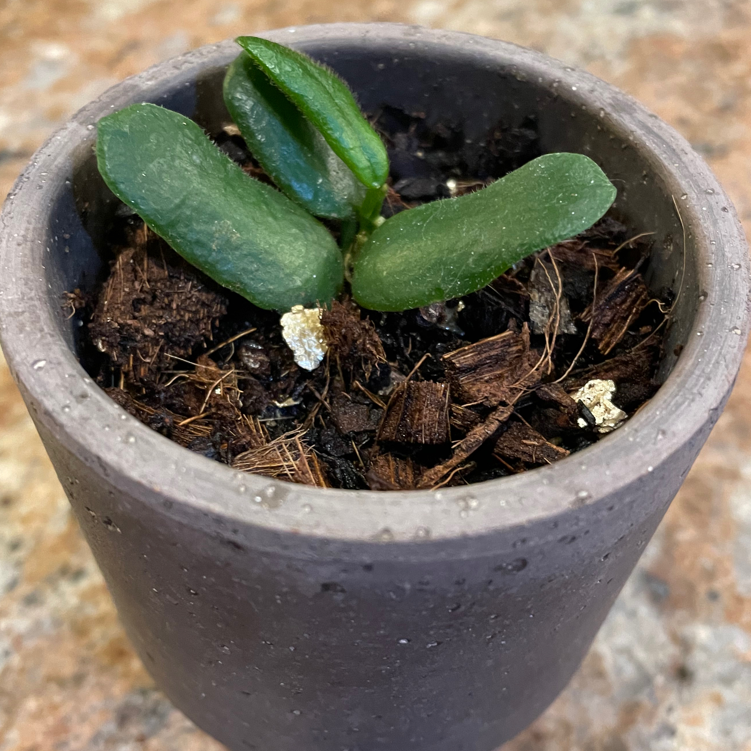 Small potted Hoya rotundiflora plant with thick green leaves and visible soil.