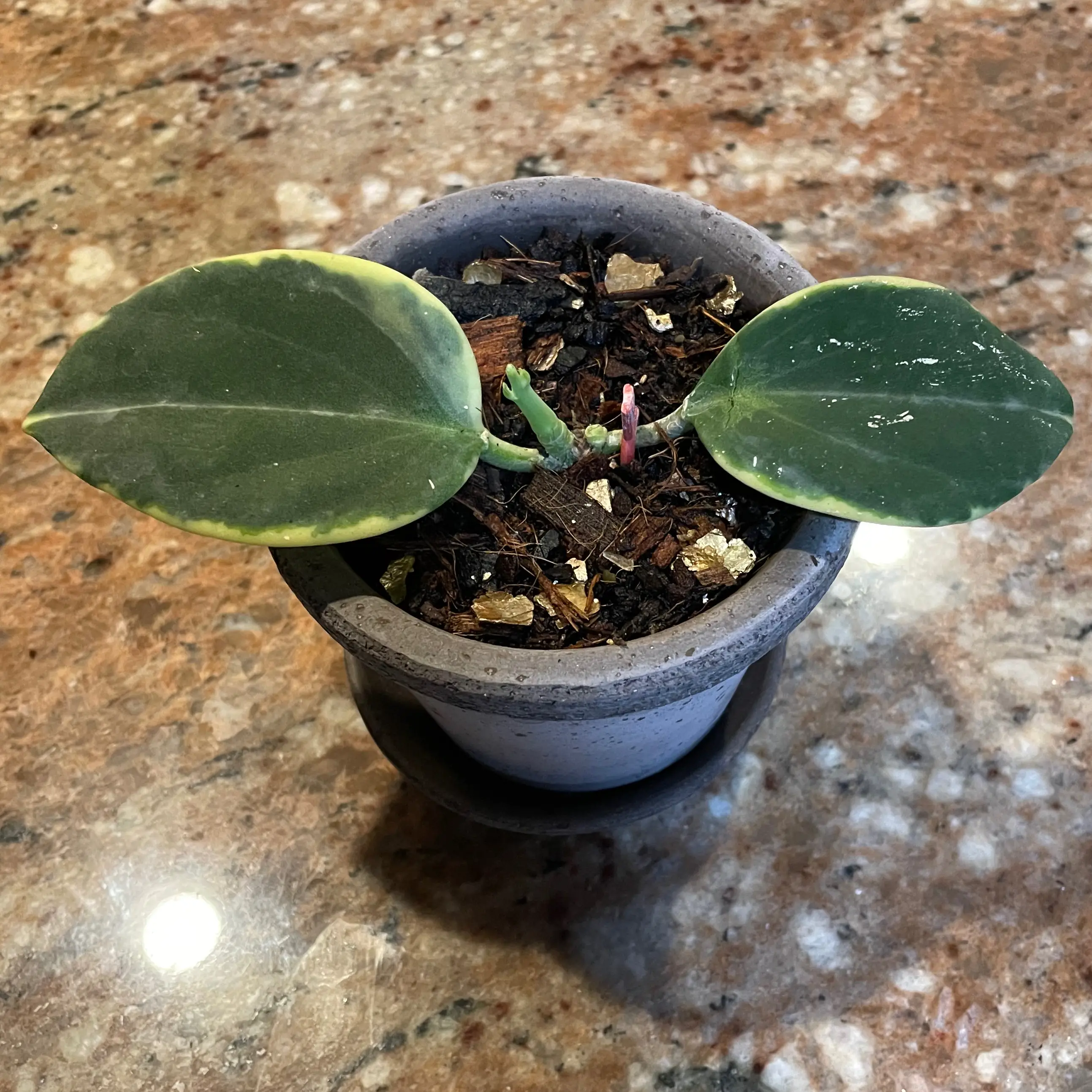 Photo of the plant species Hoya subquintuplinervis 'Outer Variegated' by @Greenery named Maya on Greg, the plant care app