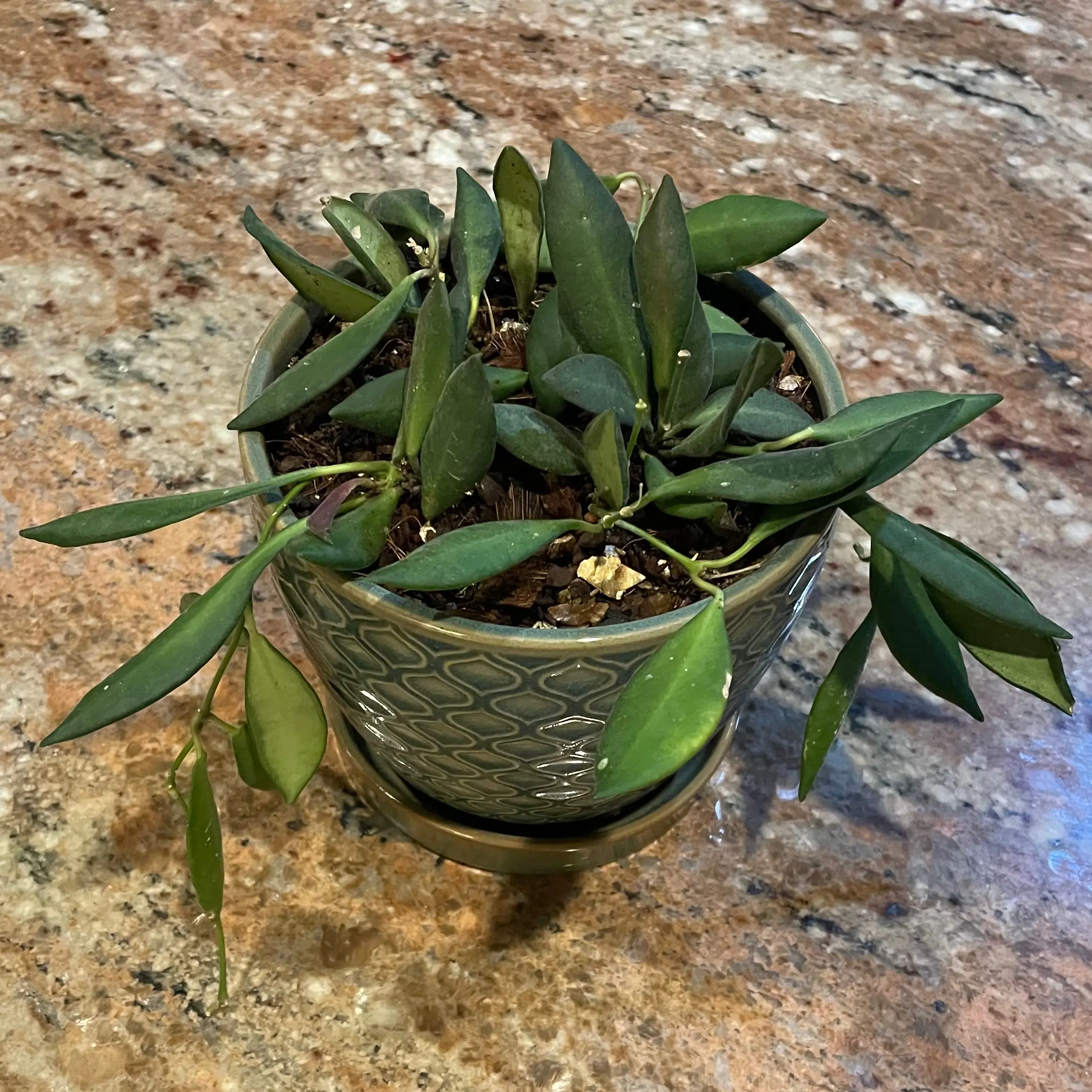 Photo of the plant species Hoya sp. aff. burtoniae by @Greenery named Burtie on Greg, the plant care app