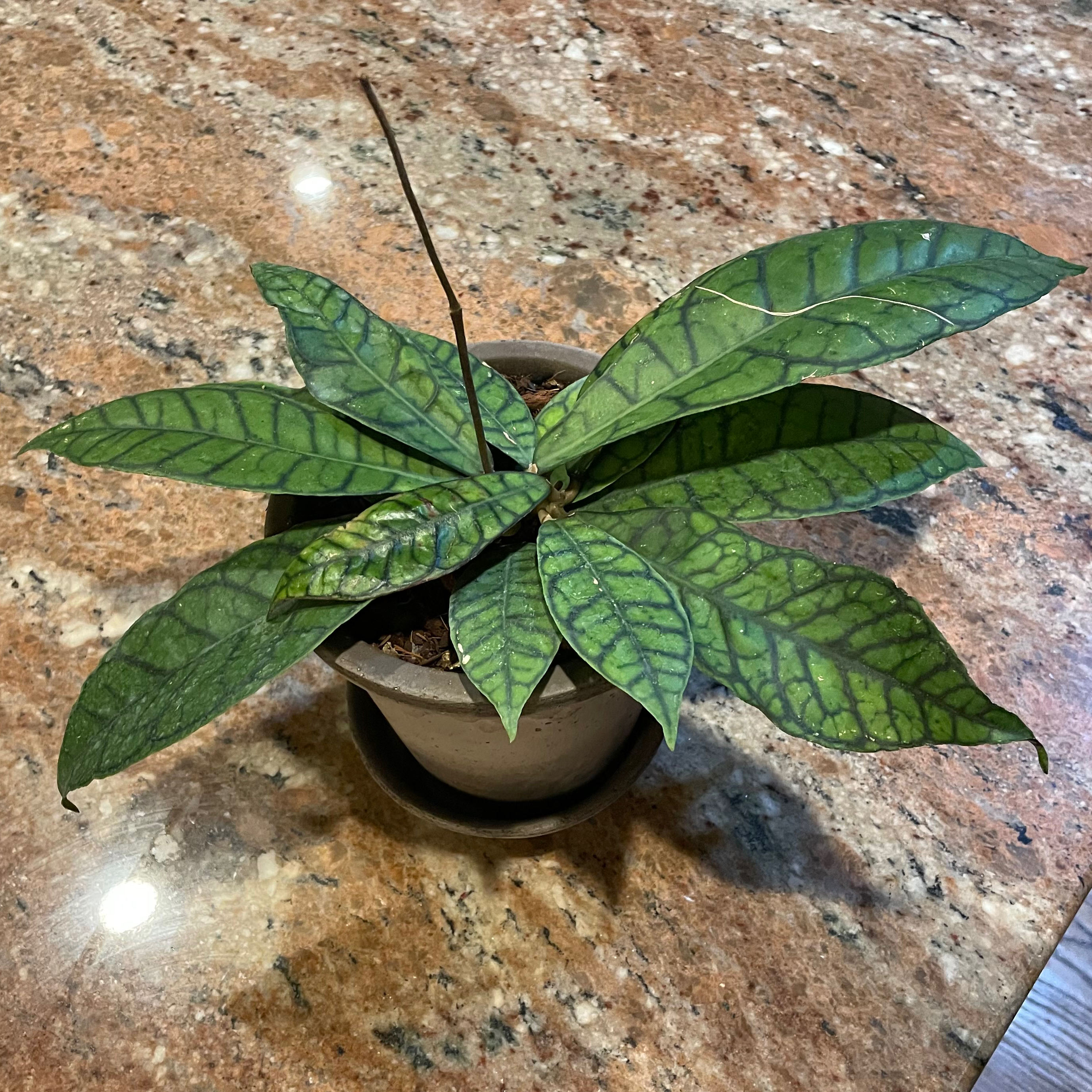 Stiff Leafed Hoya plant in a pot with healthy patterned leaves.