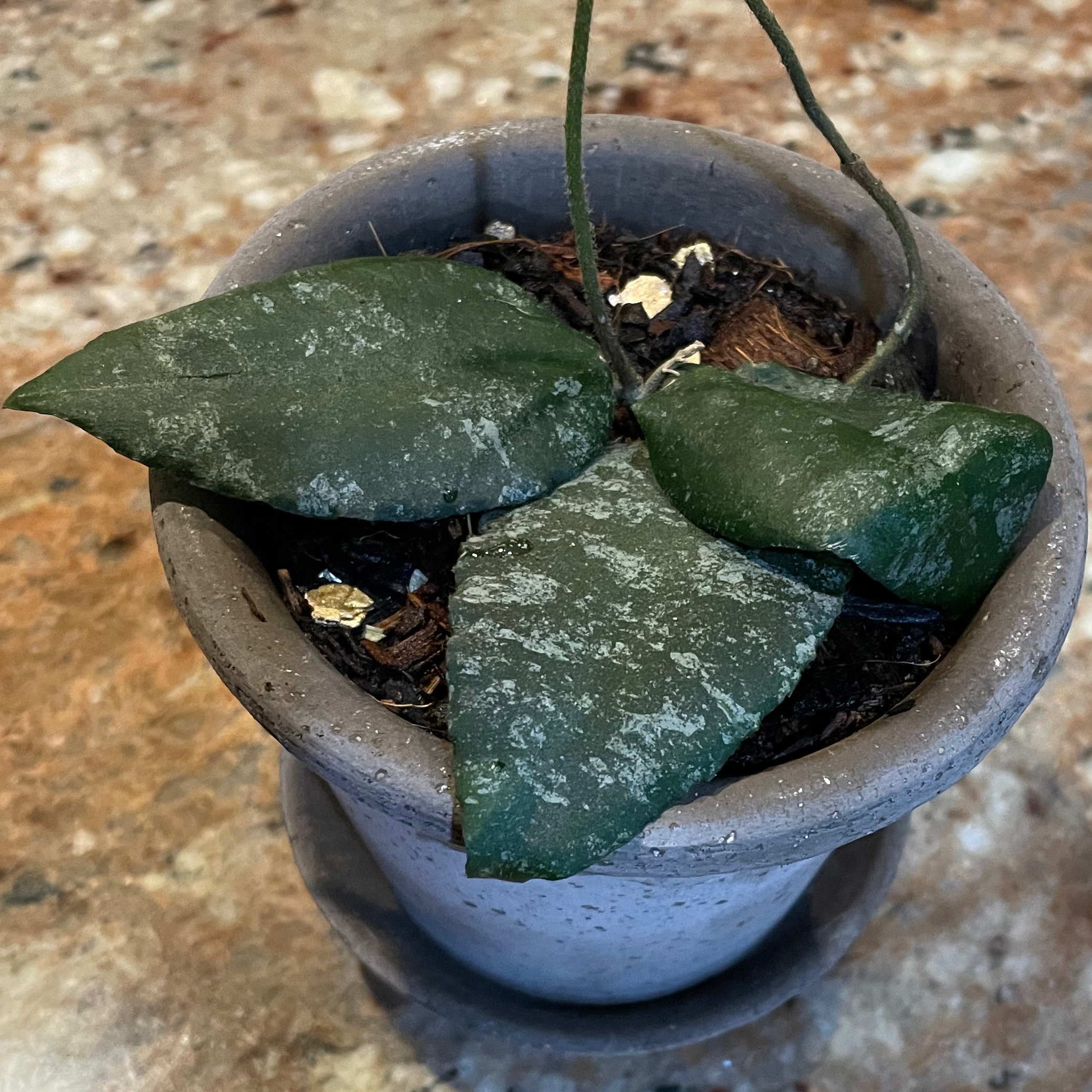 Potted Hoya caudata Sumatra with dark green leaves and white speckling pattern.