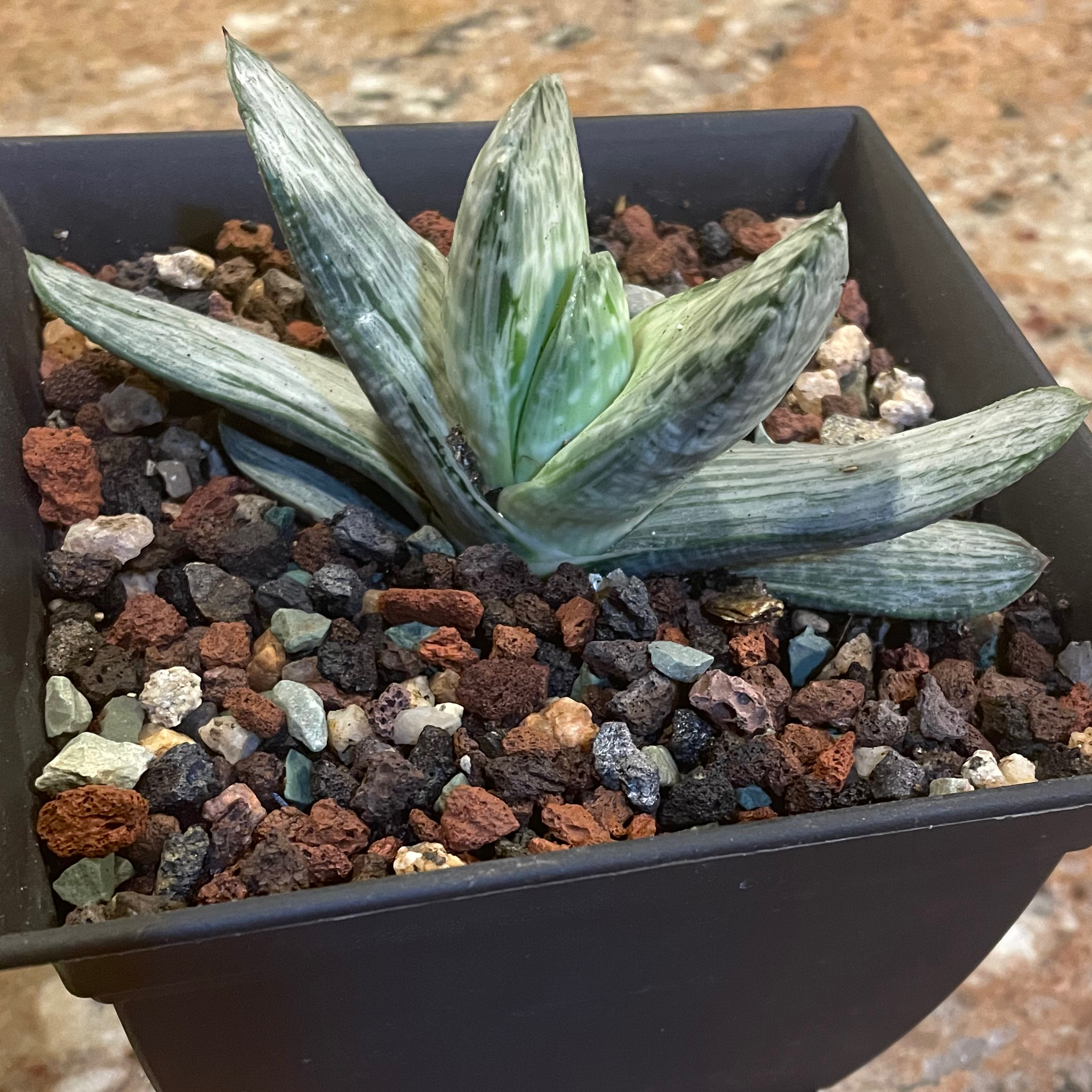 Photo of the plant species Sakura Fuji Gasteraloe by @Greenery named Suki on Greg, the plant care app