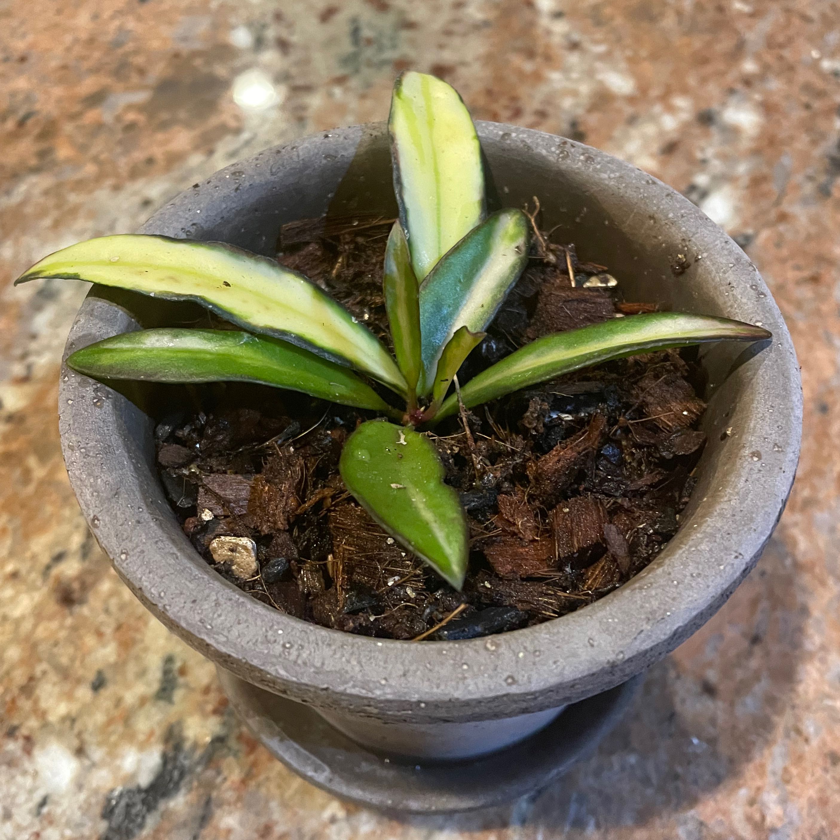 Variegated Hoya kentiana plant in a pot with visible soil, healthy variegated leaves.