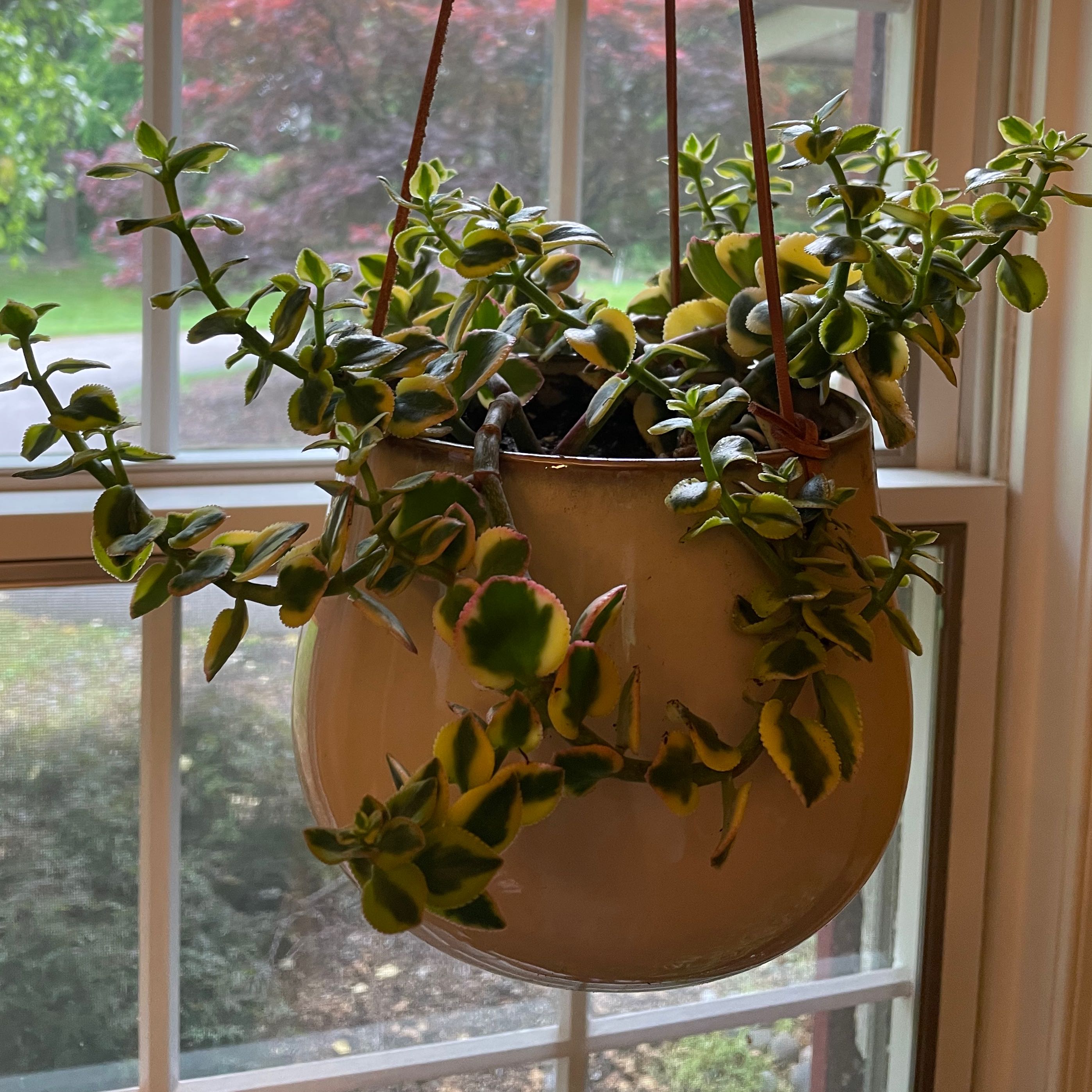 Photo of the plant species Variegated Trailing Jade Plant 'Comet' by @Greenery named Comet on Greg, the plant care app