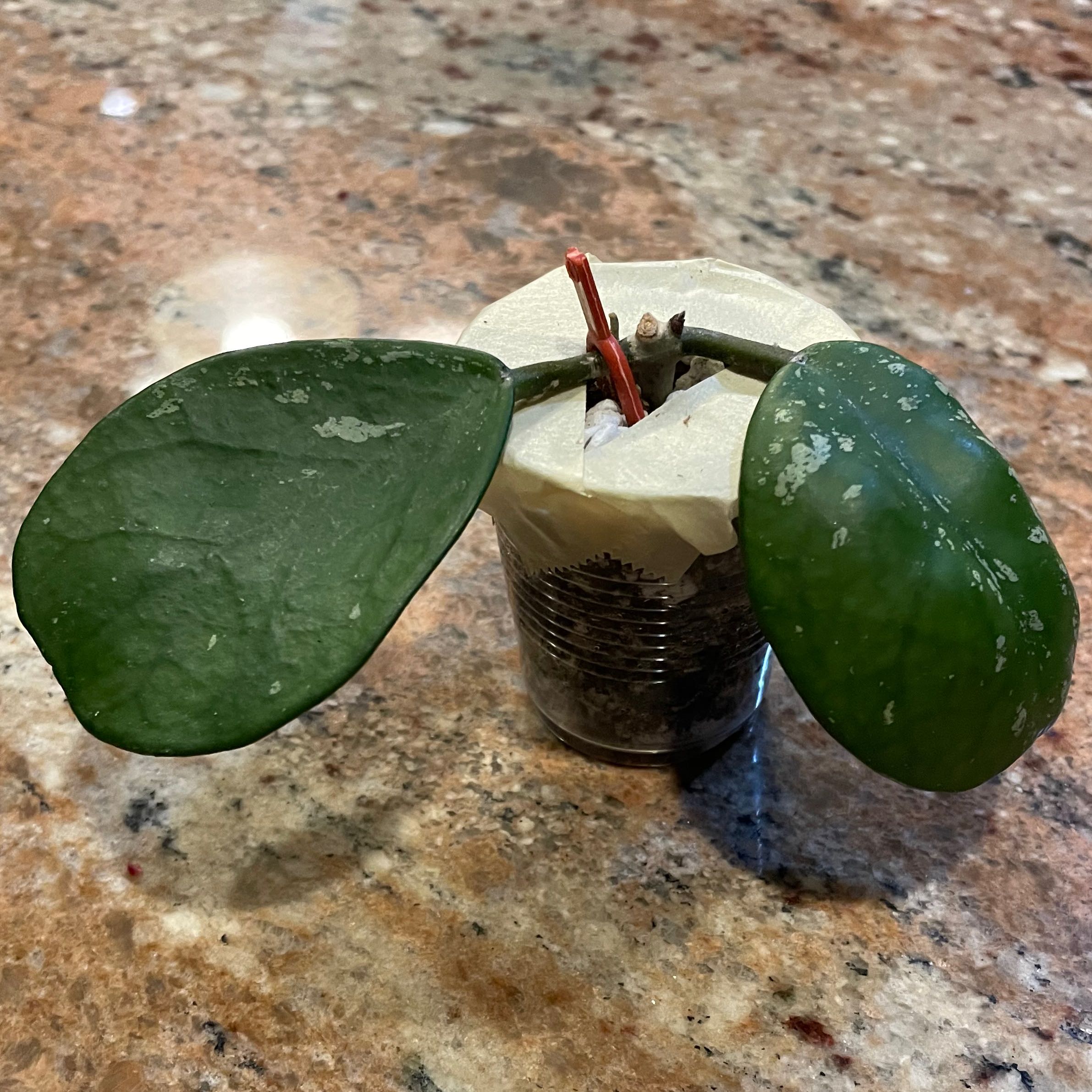 Splash Hoya Obovata plant with two large green leaves in a small transparent container.