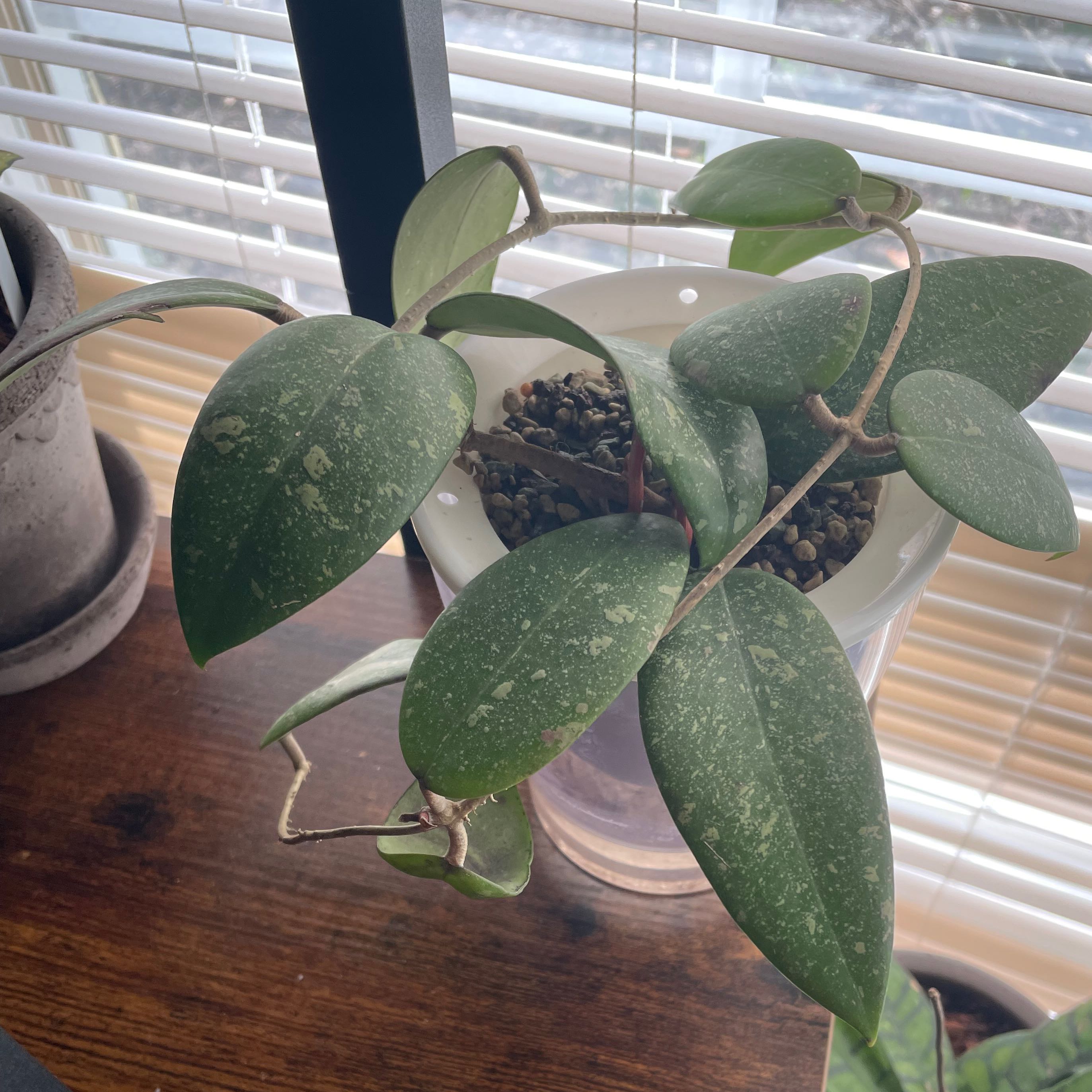Photo of the plant species Hoya sp. Vietnam AH-001 by @Greenery named Violet on Greg, the plant care app