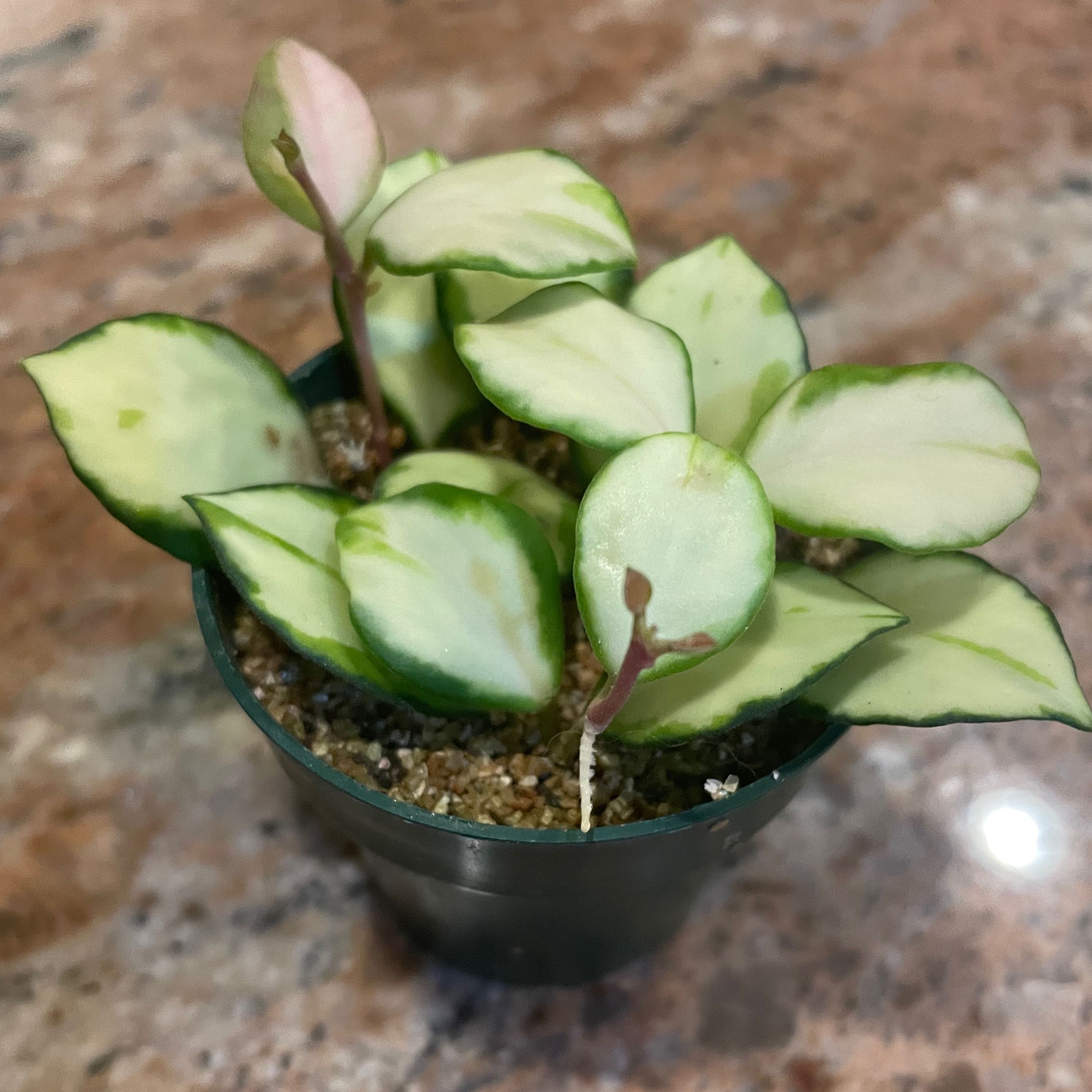 Hoya heuschkeliana variegata plant with variegated leaves in a small pot.