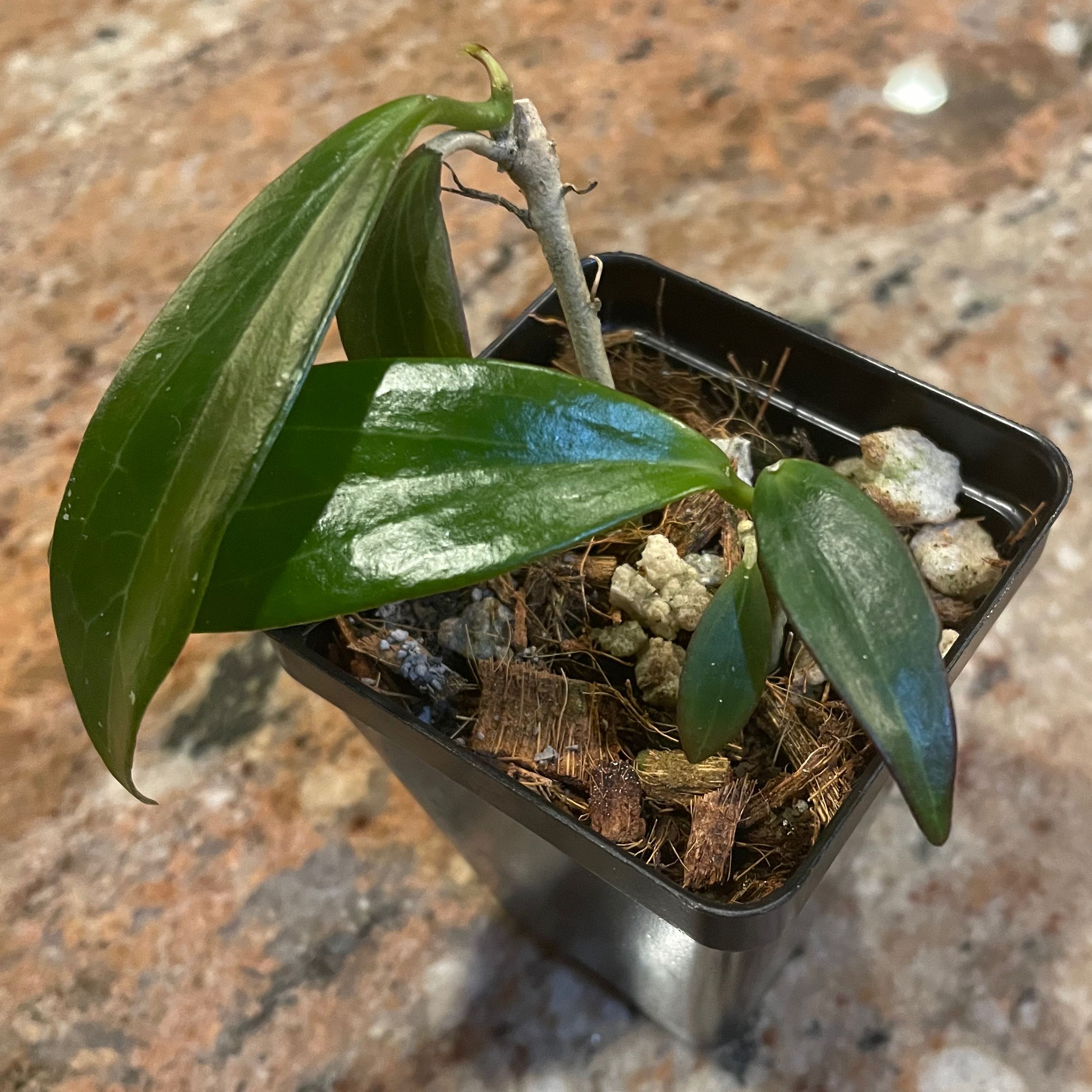 Photo of the plant species Wax Plant by @Greenery named Nicoli on Greg, the plant care app