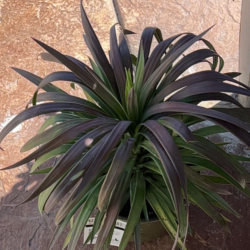 Photo of the plant species Yucca desmetiana 'Blue Boy' by @SassySedumogon named Sage on Greg, the plant care app