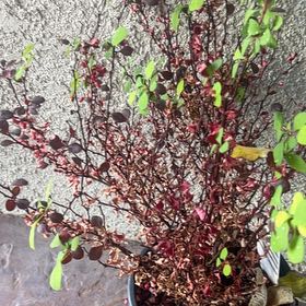 Photo of the plant species Orange Rocket Barberry by @SassySedumogon named Willow on Greg, the plant care app