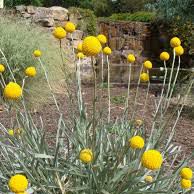 Photo of the plant species Craspedia 'Golf Beauty' by @SassySedumogon named Winston on Greg, the plant care app