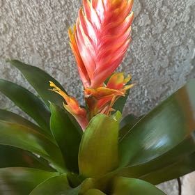 Photo of the plant species Bromeliads by @SassySedumogon named Leaf Erickson on Greg, the plant care app