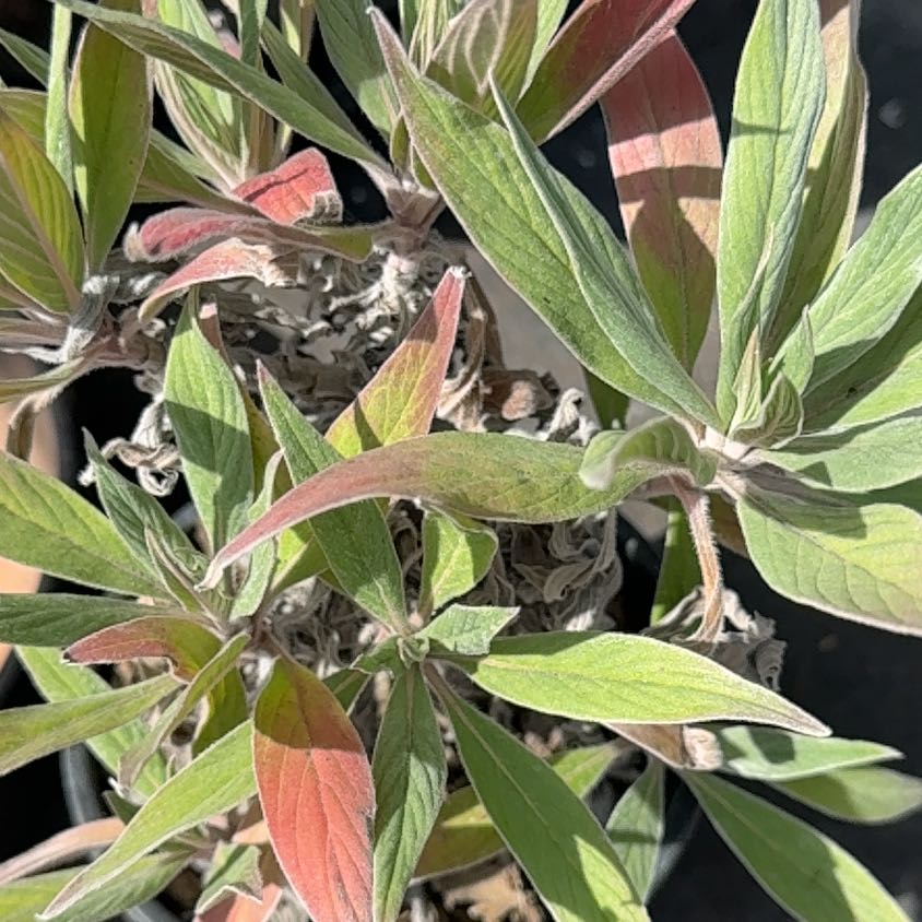 Photo of the plant species Pride of Madeira by @SassySedumogon named Scarlett on Greg, the plant care app