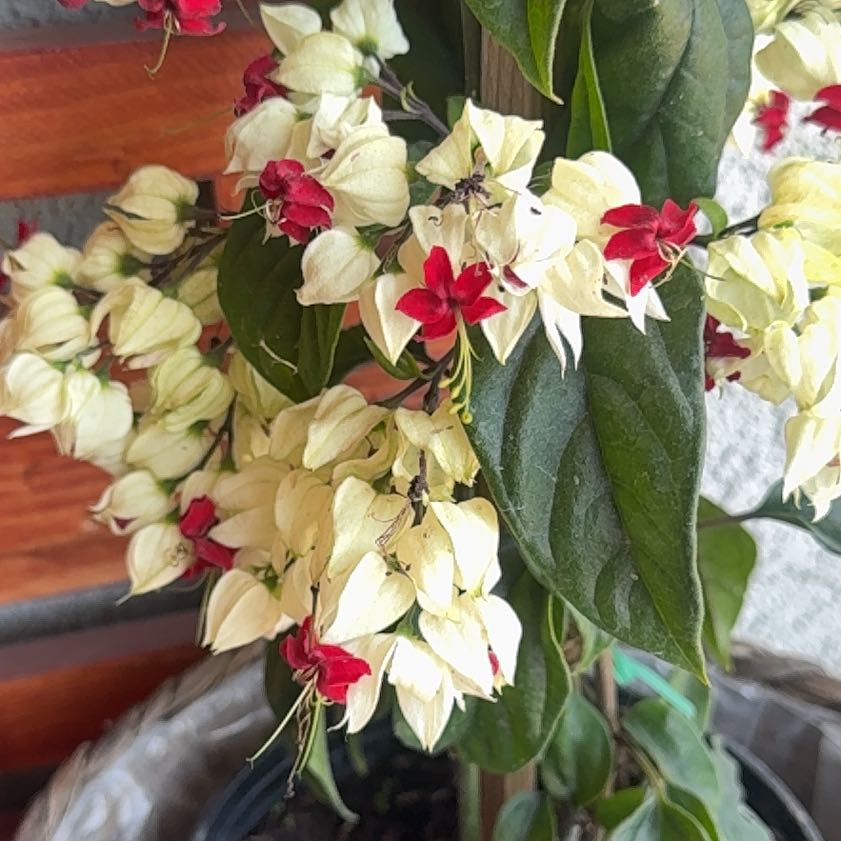 Photo of the plant species Bleeding Heart Vine by @SassySedumogon named Doja Cat on Greg, the plant care app