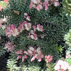 Photo of the plant species Woolly grevillea by @SassySedumogon named Khaleesi on Greg, the plant care app