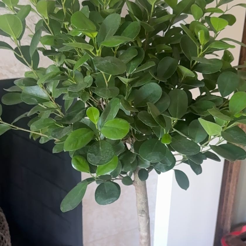 Photo of the plant species Ficus Moclame by @SassySedumogon named Austen on Greg, the plant care app