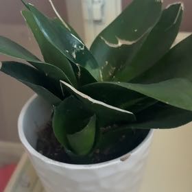 Photo of the plant species Snake Plant by @SassySedumogon named Bieber on Greg, the plant care app