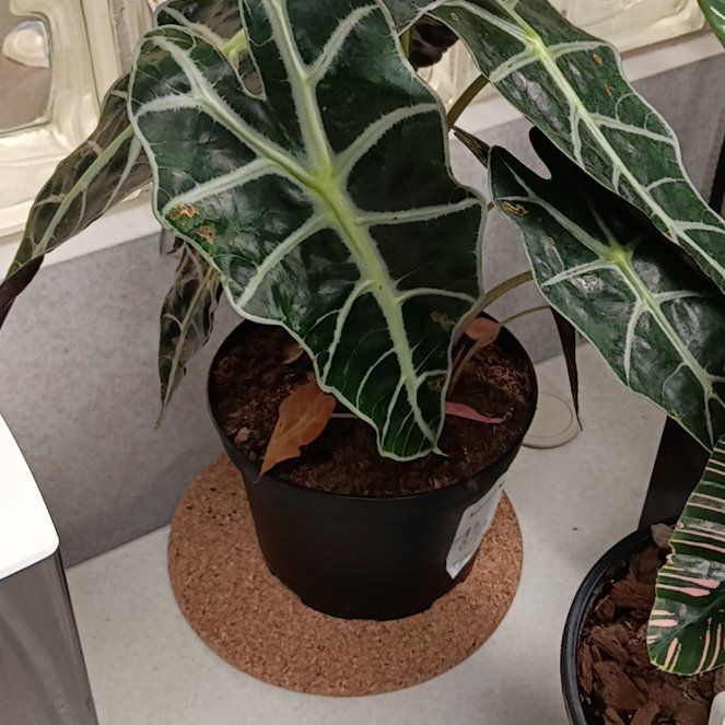 Photo of the plant species Variegated Alocasia Amazonica by @TenderBeebalm named Romy on Greg, the plant care app
