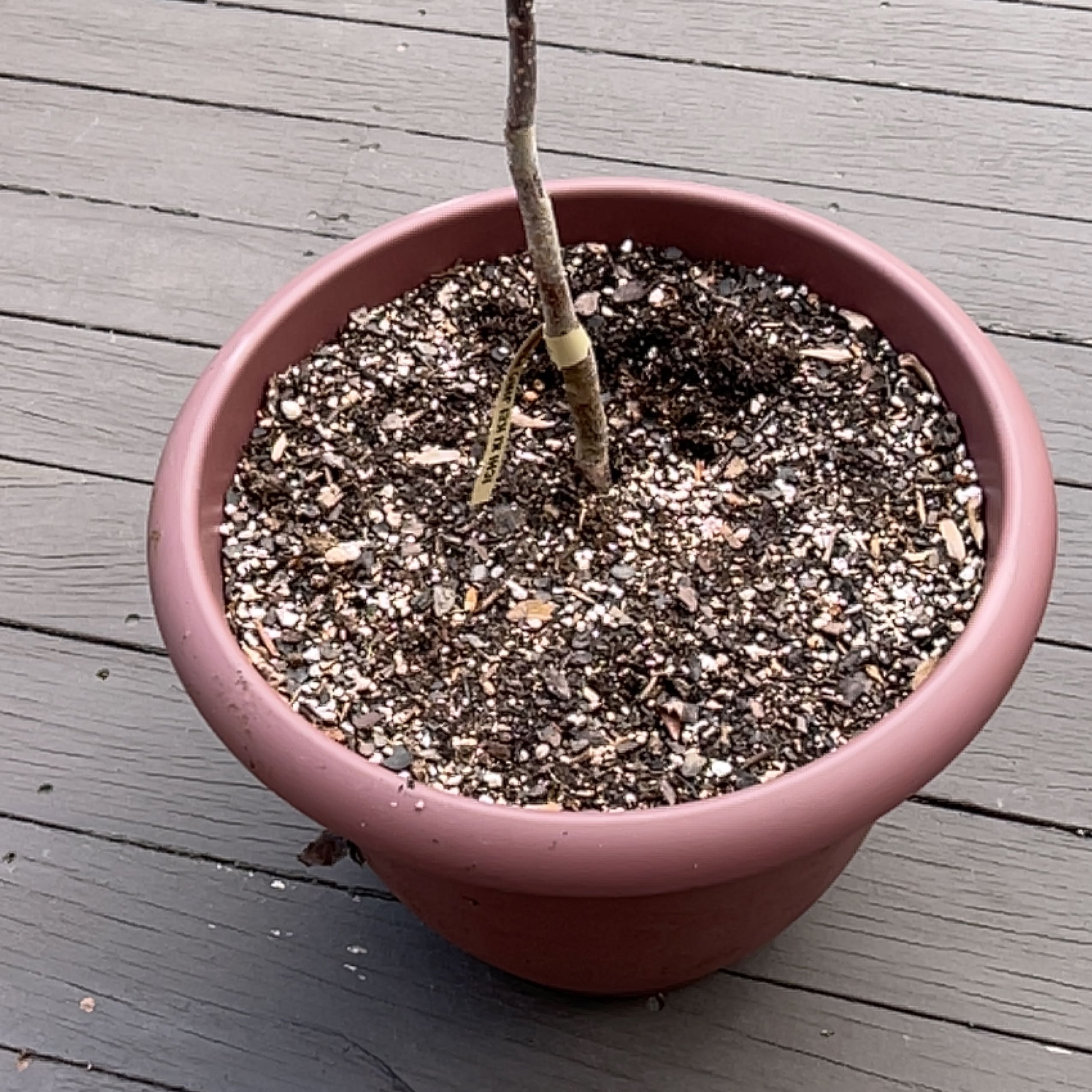 Potted Japanese Persimmon plant with visible soil and single stem.