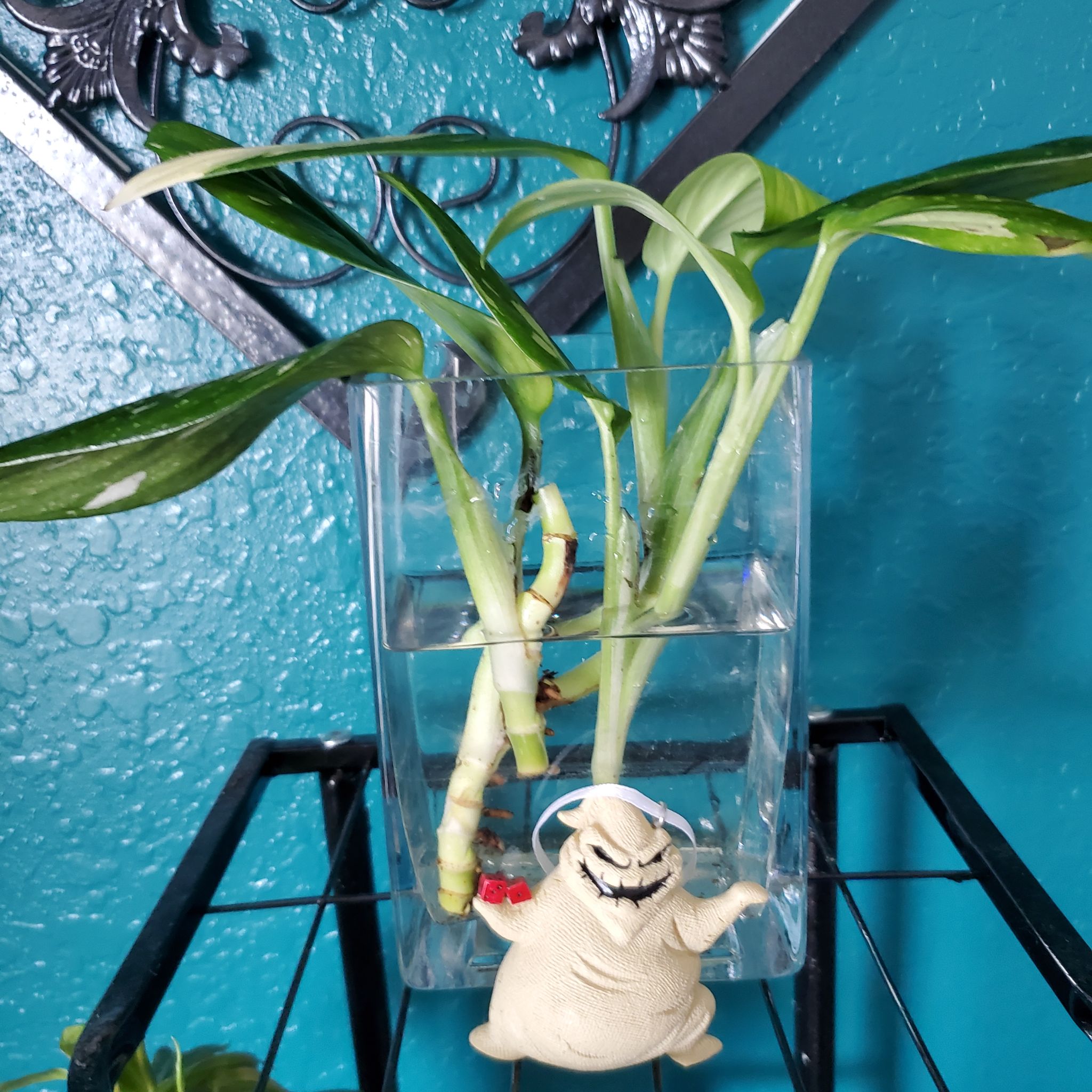 Blanca