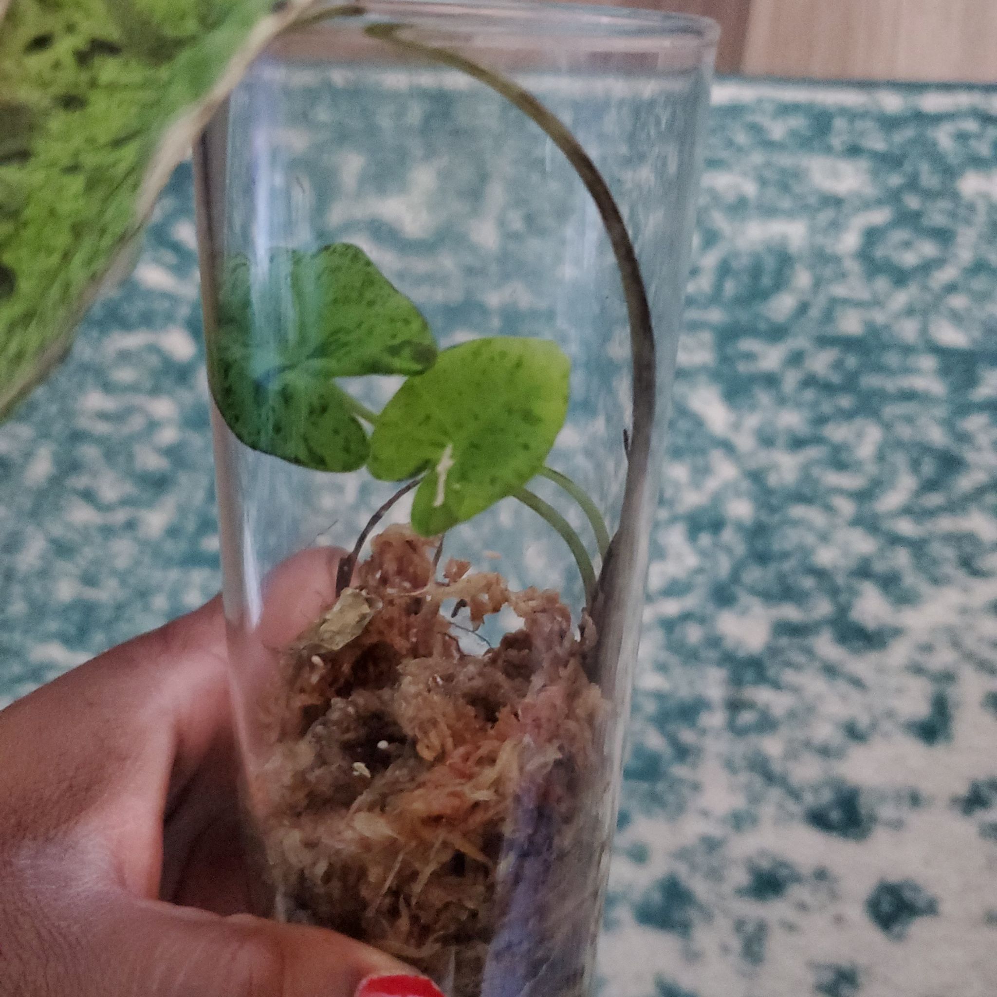 jito