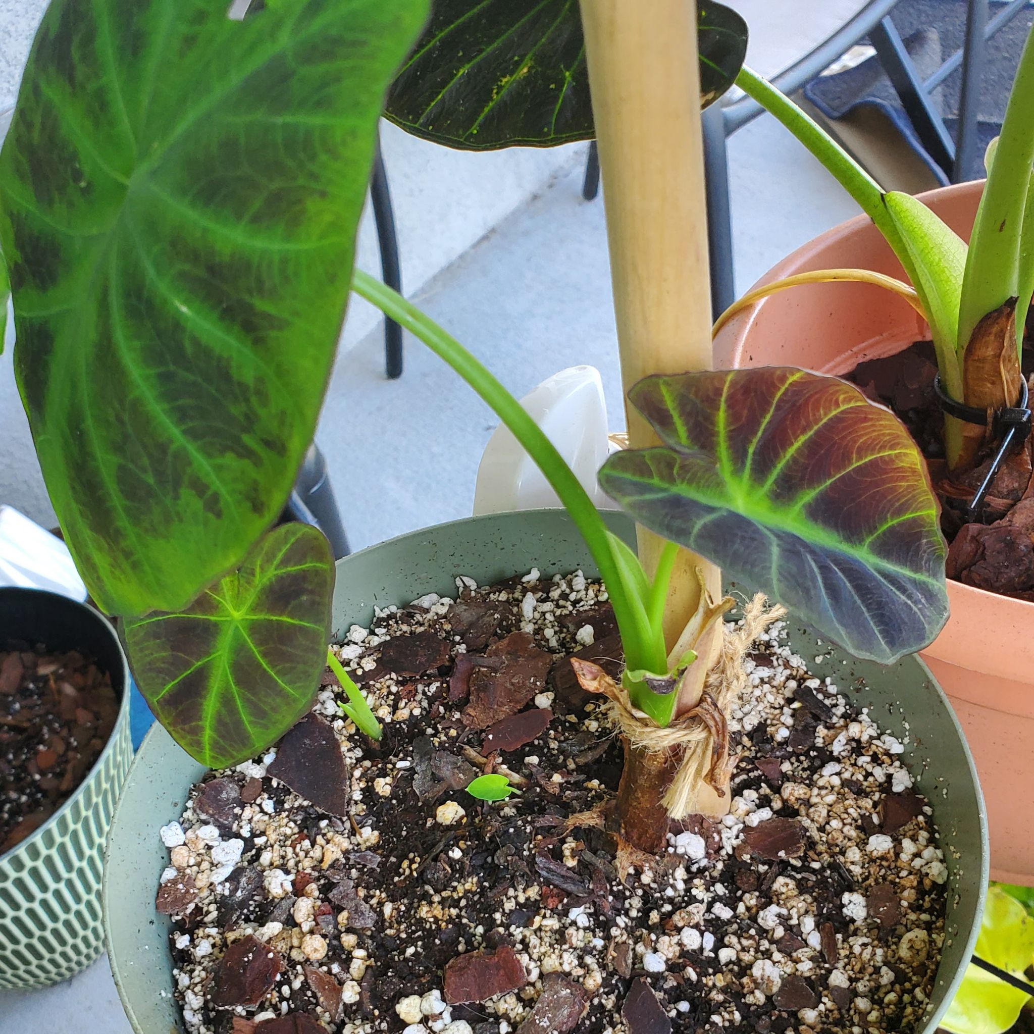 Photo of the plant species Illustris Colocasia by @Travanote1 named Pluto on Greg, the plant care app